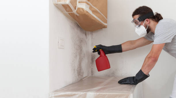Professional Basement Mold Remediation technician working in Millersville, TN